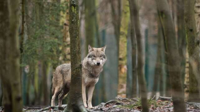 EU-Parlament macht Weg für mehr Wolf-Abschüsse frei