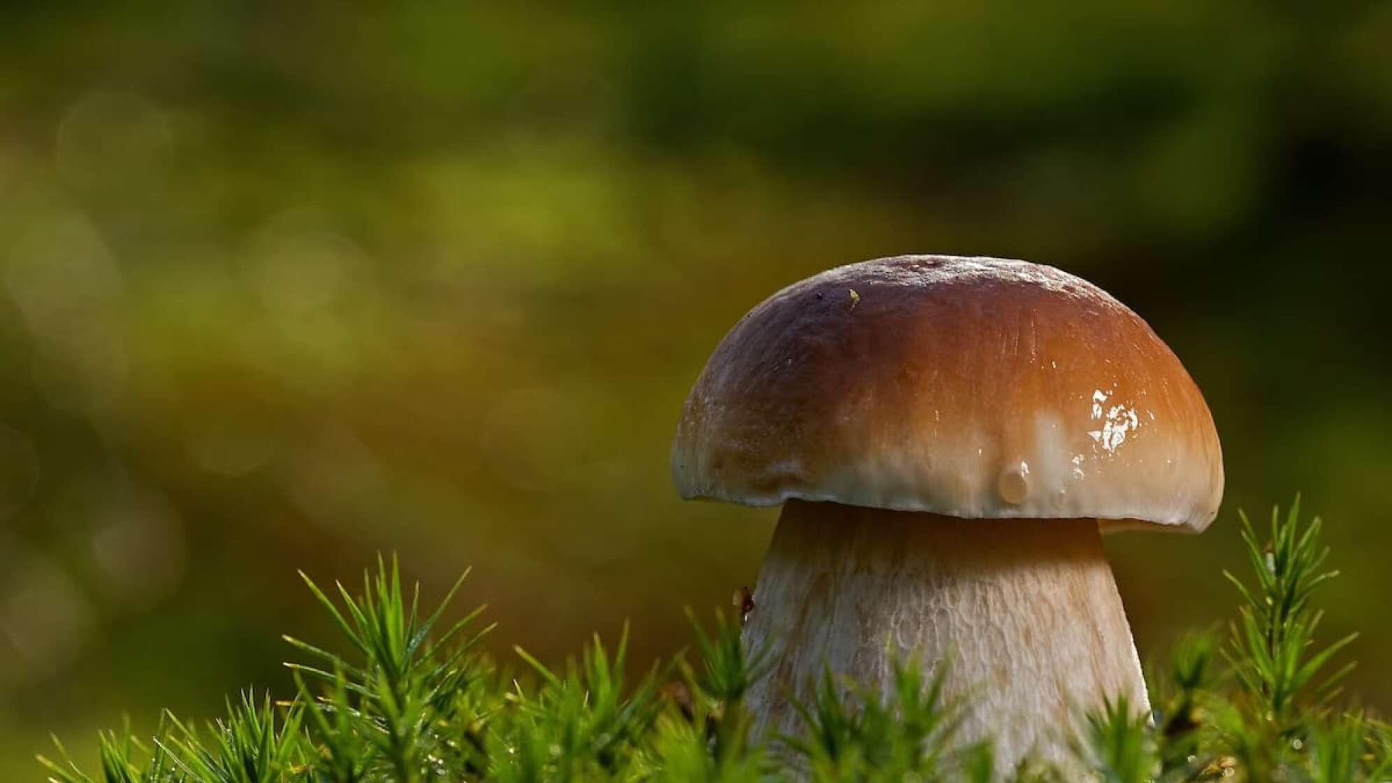 Steinpilz