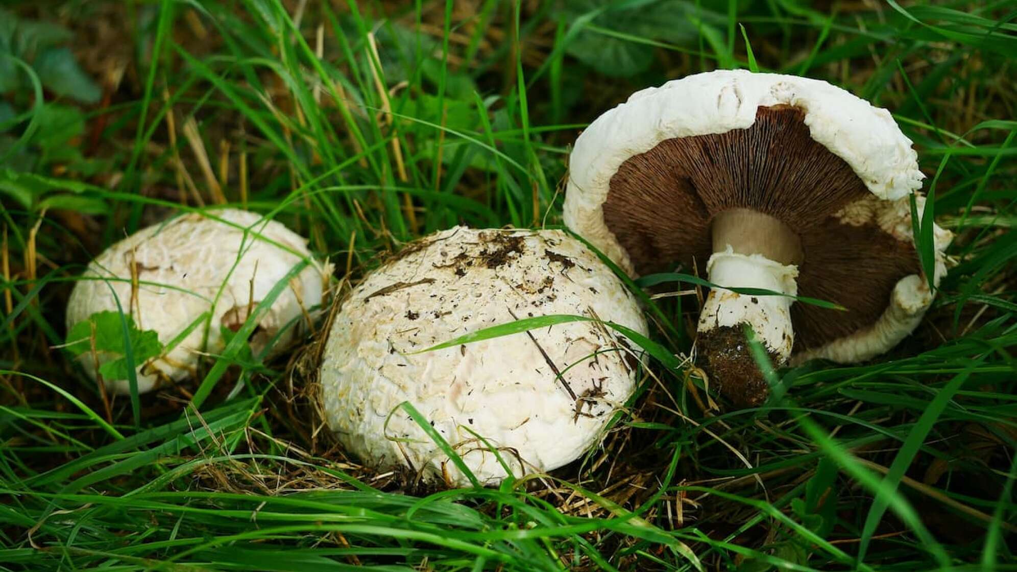 Wiesenchampignon