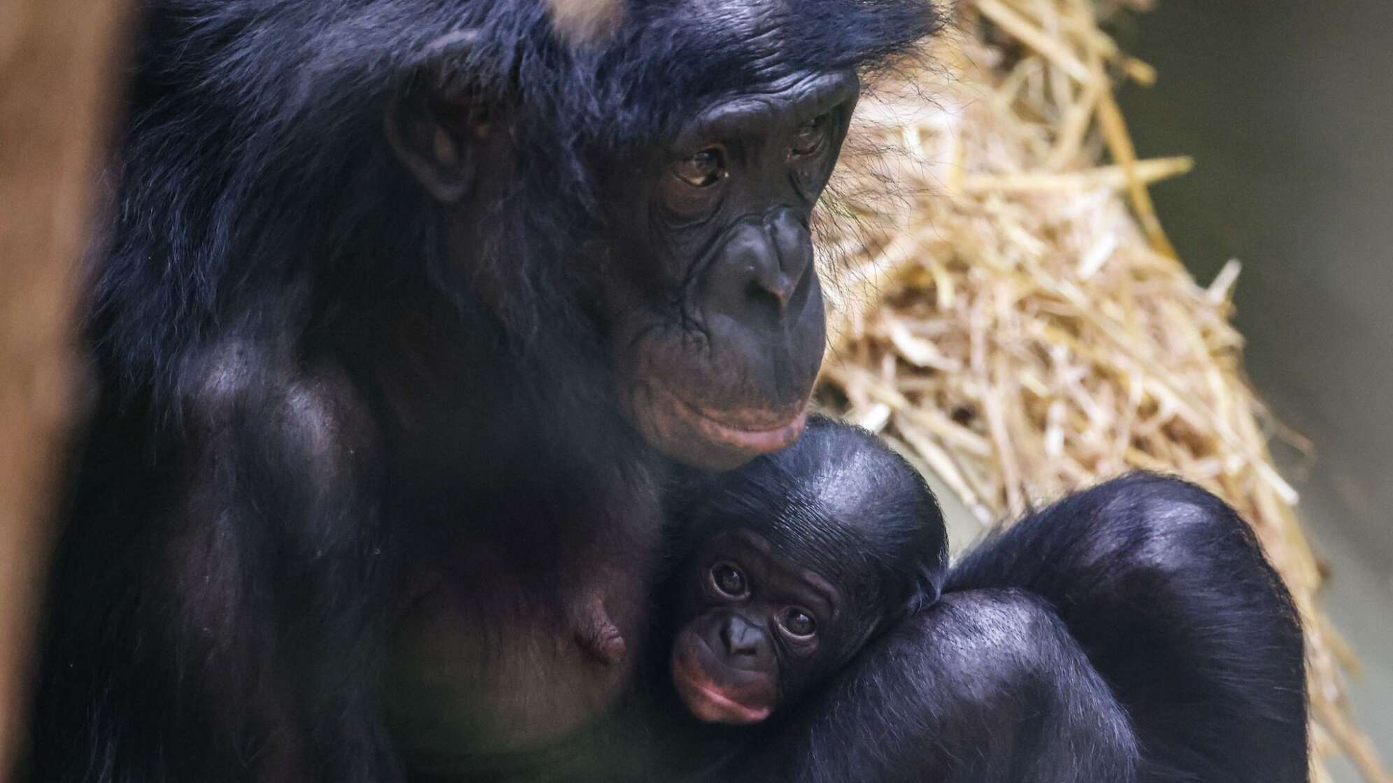 Bonobo-Weibchen im Kölner Zoo geboren