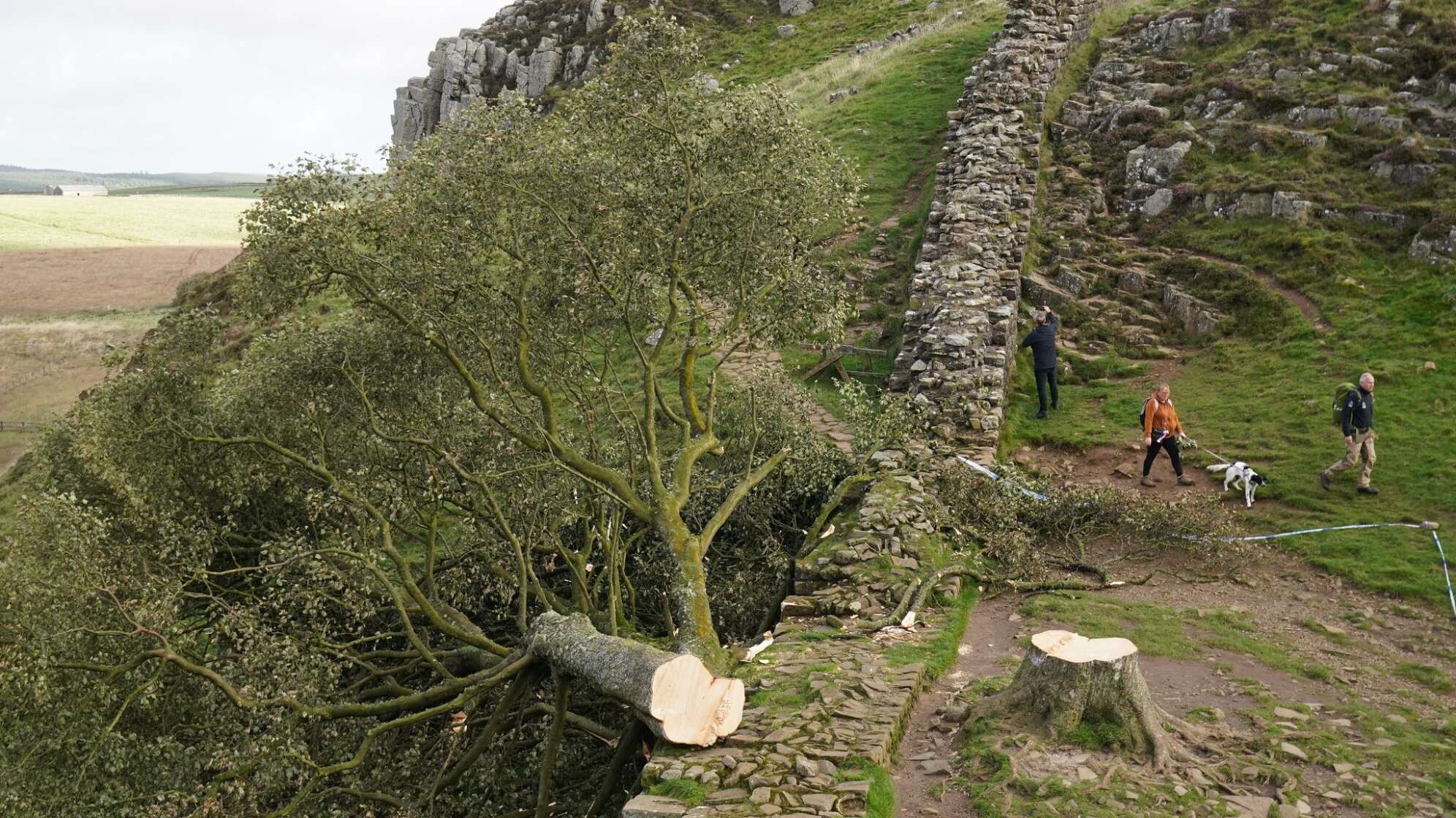 Prozess wegen Baumfällung in Sycamore Gap