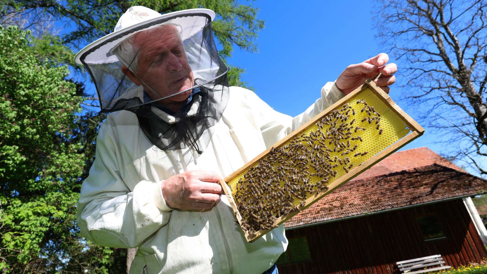 Bienen in Erlebnisimkerei