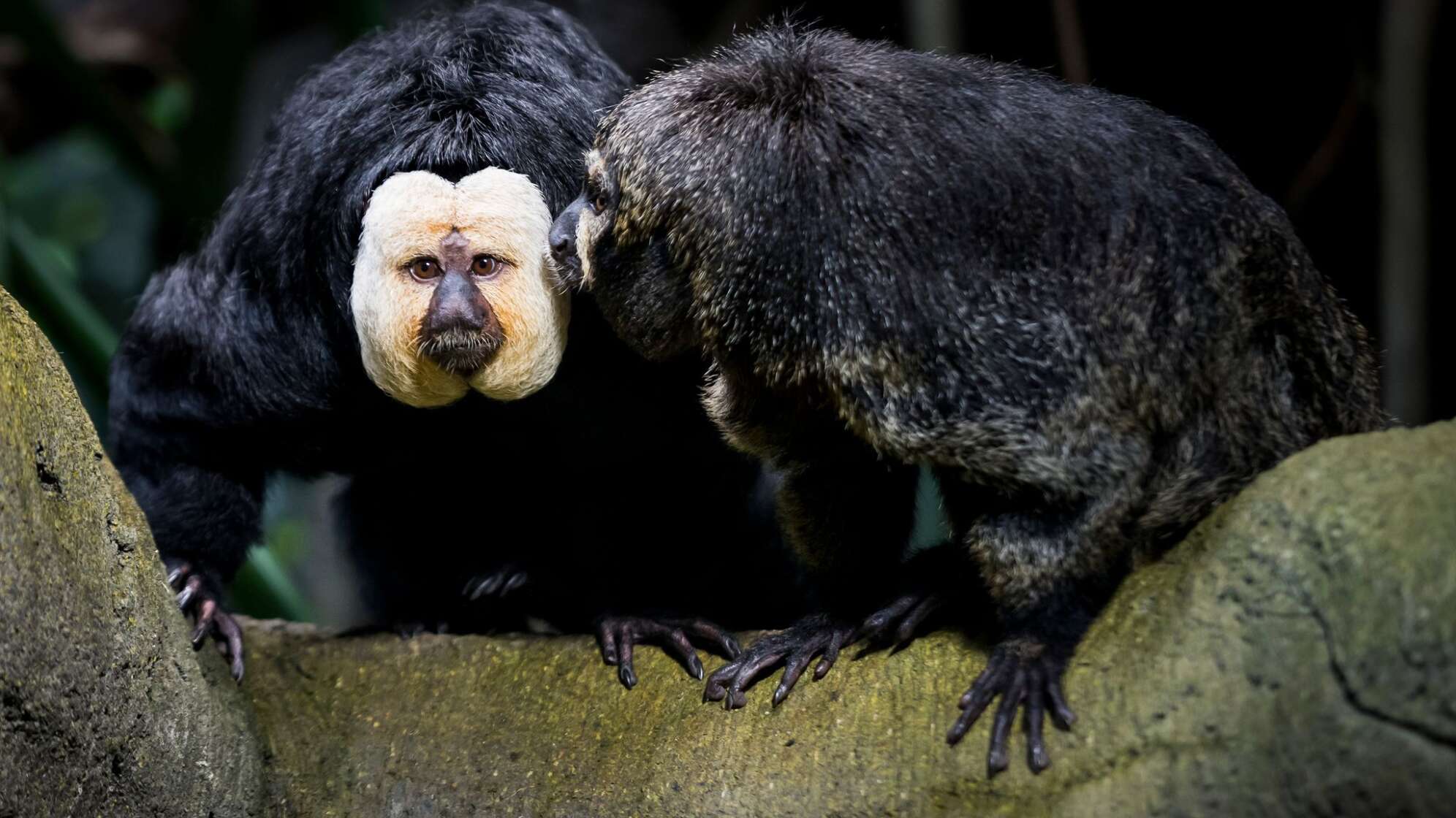 Weißkopfsaki in der Schweiz