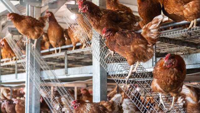 Stopp für Geflügel-Schlachtungen stellt Halter vor Probleme