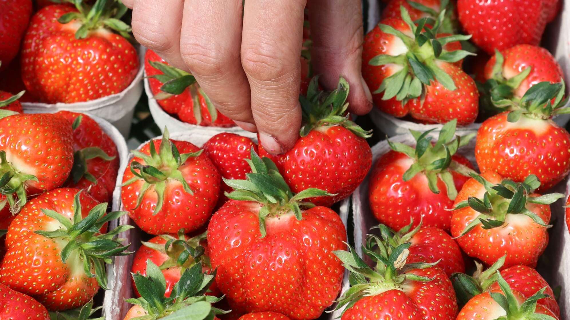 Umfrage zu Früchten und Beeren