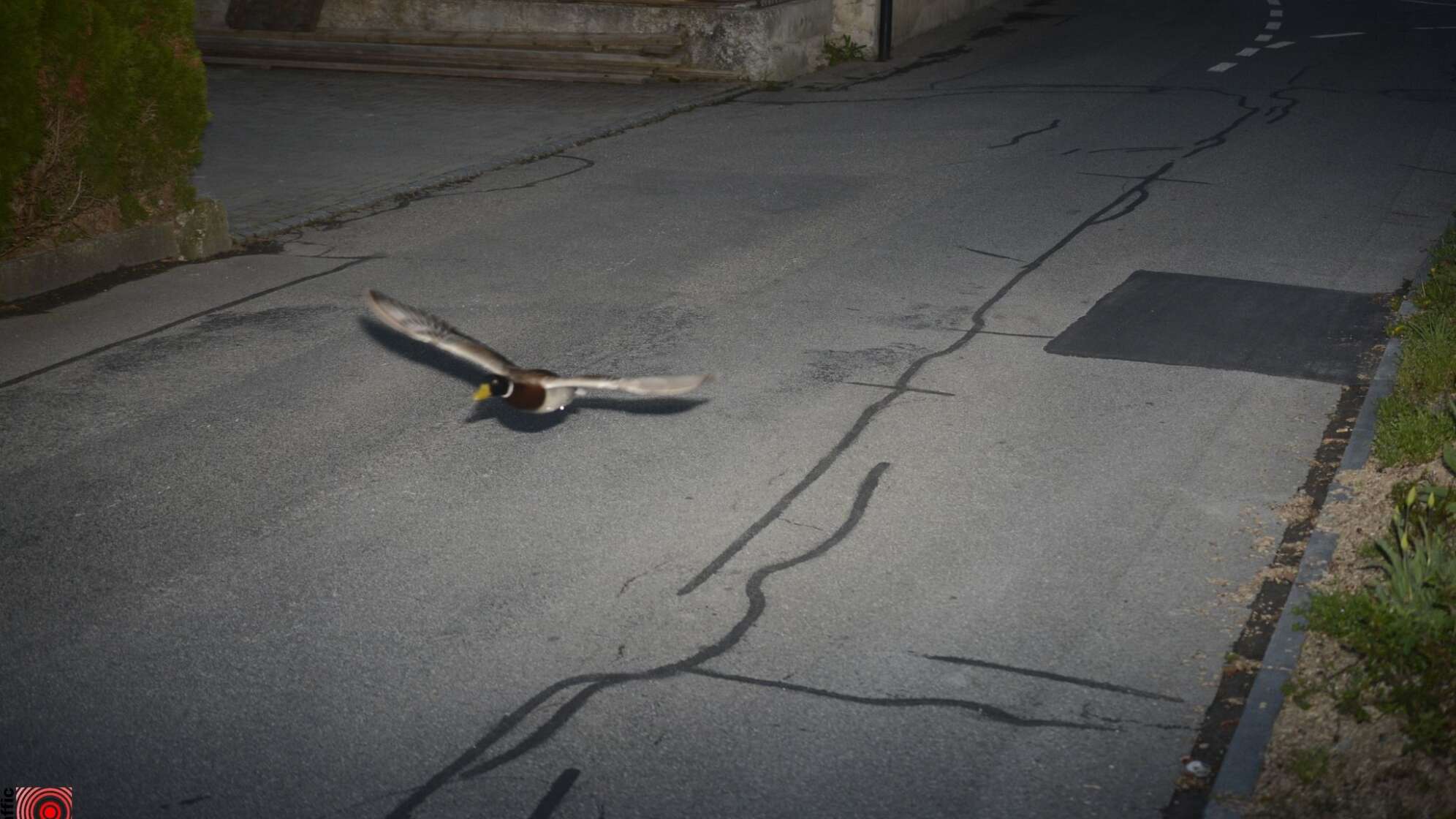 Rasende Ente in der Radarfalle