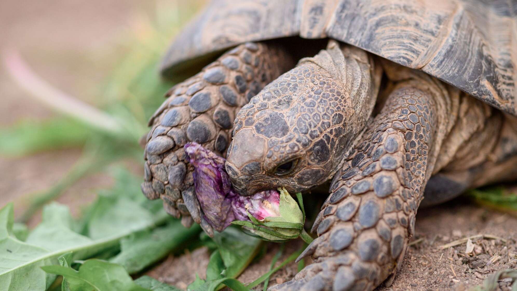 Maurische Landschildkröte