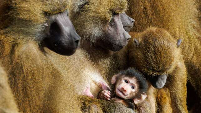 Paviane aus Nürnberg ziehen nicht in indischen Zoo
