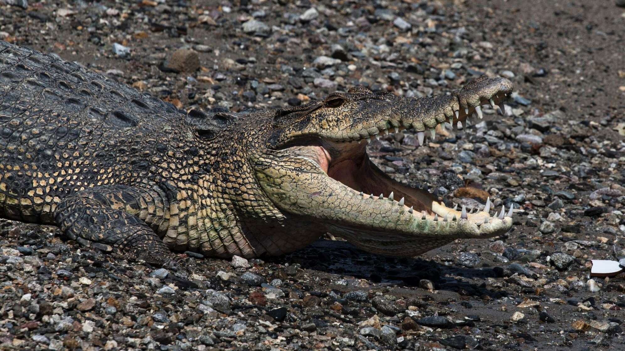Krokodil in Indonesien