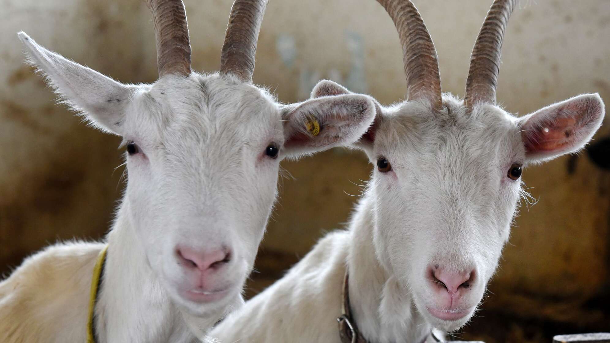 Ziegen