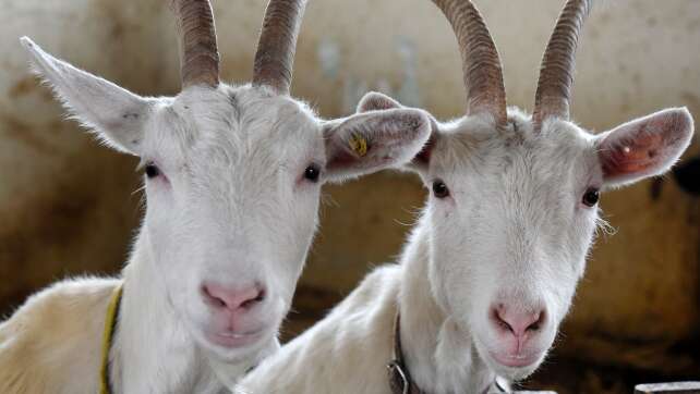Rund 80 Tiere auf Hof im Landkreis Landsberg verendet