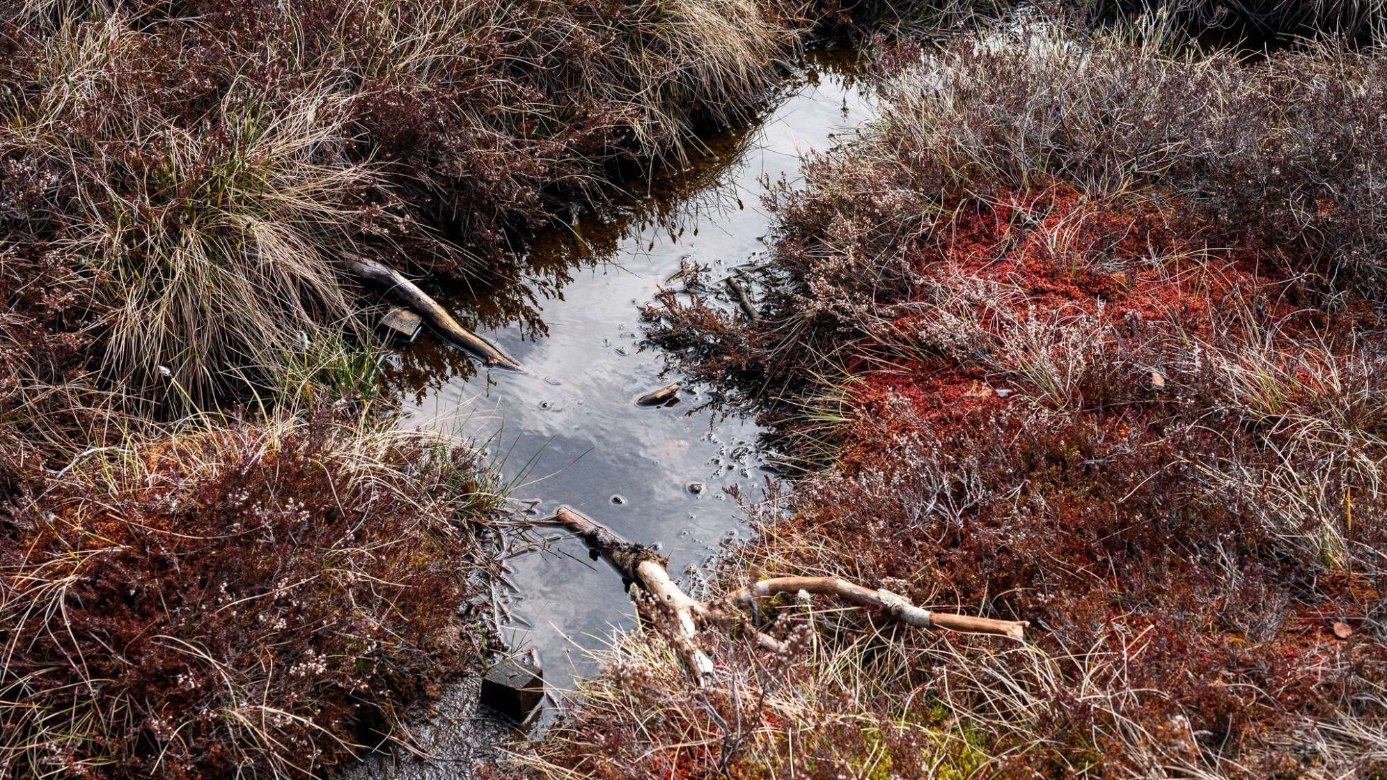 Kabinett - Schutz der Moore