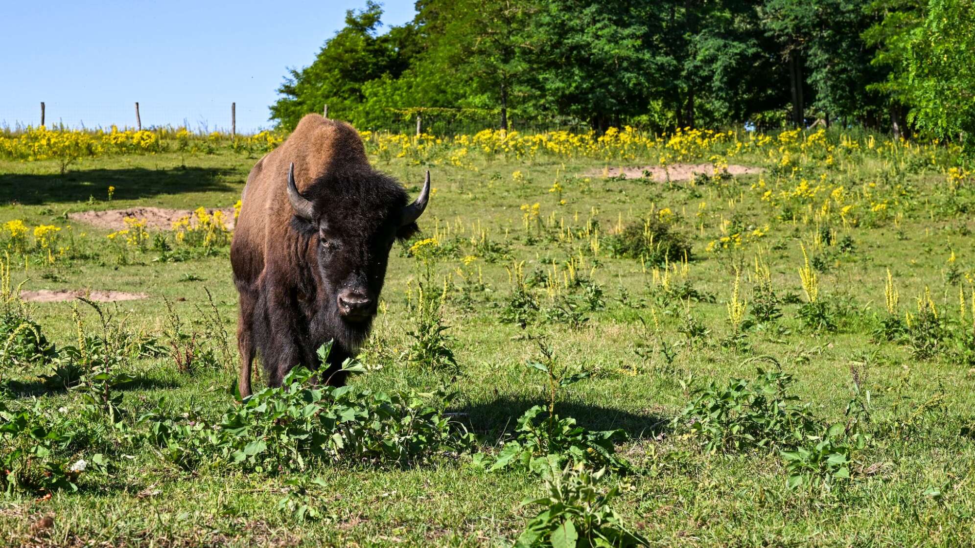 Bisons