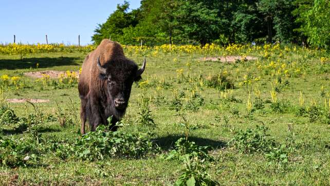 Junge Bisons entlaufen - Großeinsatz in der Oberpfalz