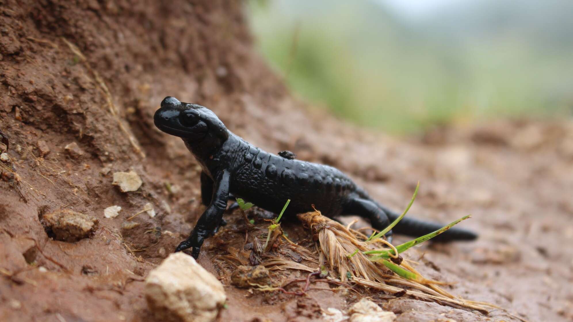 Alpensalamander