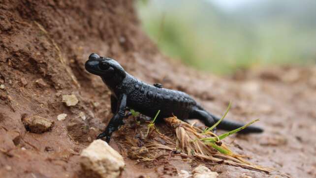 Alpensalamander melden - und so beim Schutz helfen