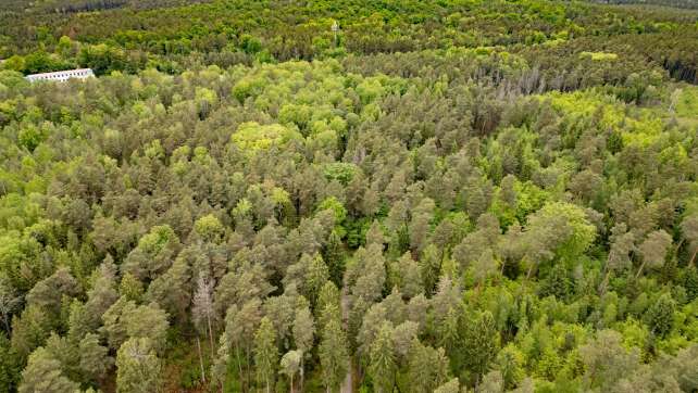 Junge Frau tot in Wald gefunden - 16-Jähriger unter Verdacht