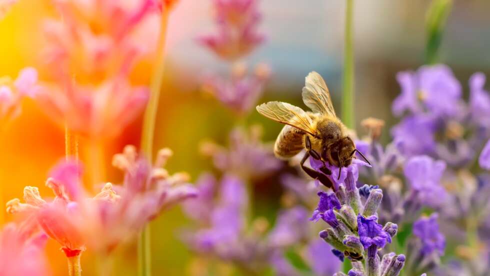 Bienen retten: So kannst du im Alltag ohne viel Aufwand und Kosten helfen!