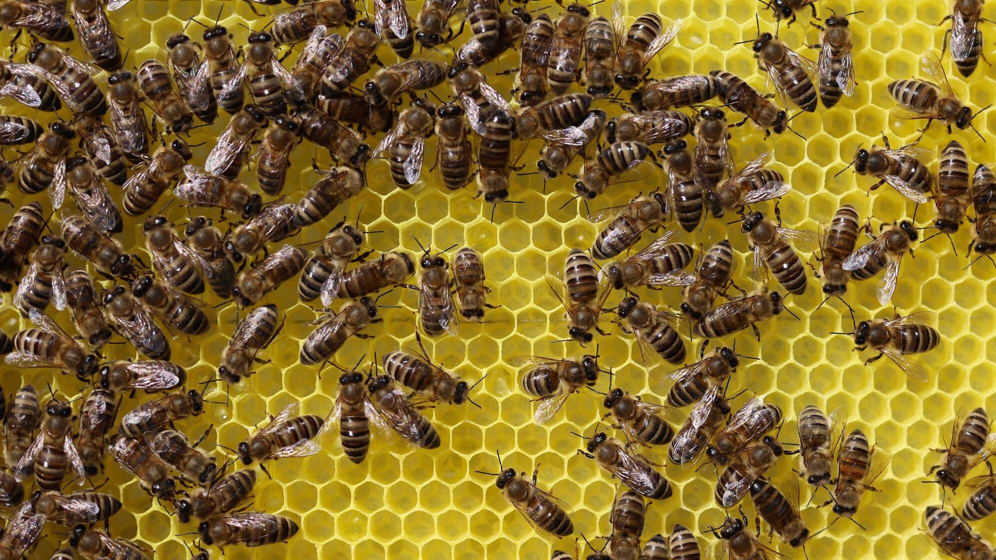 Bienen in Erlebnisimkerei