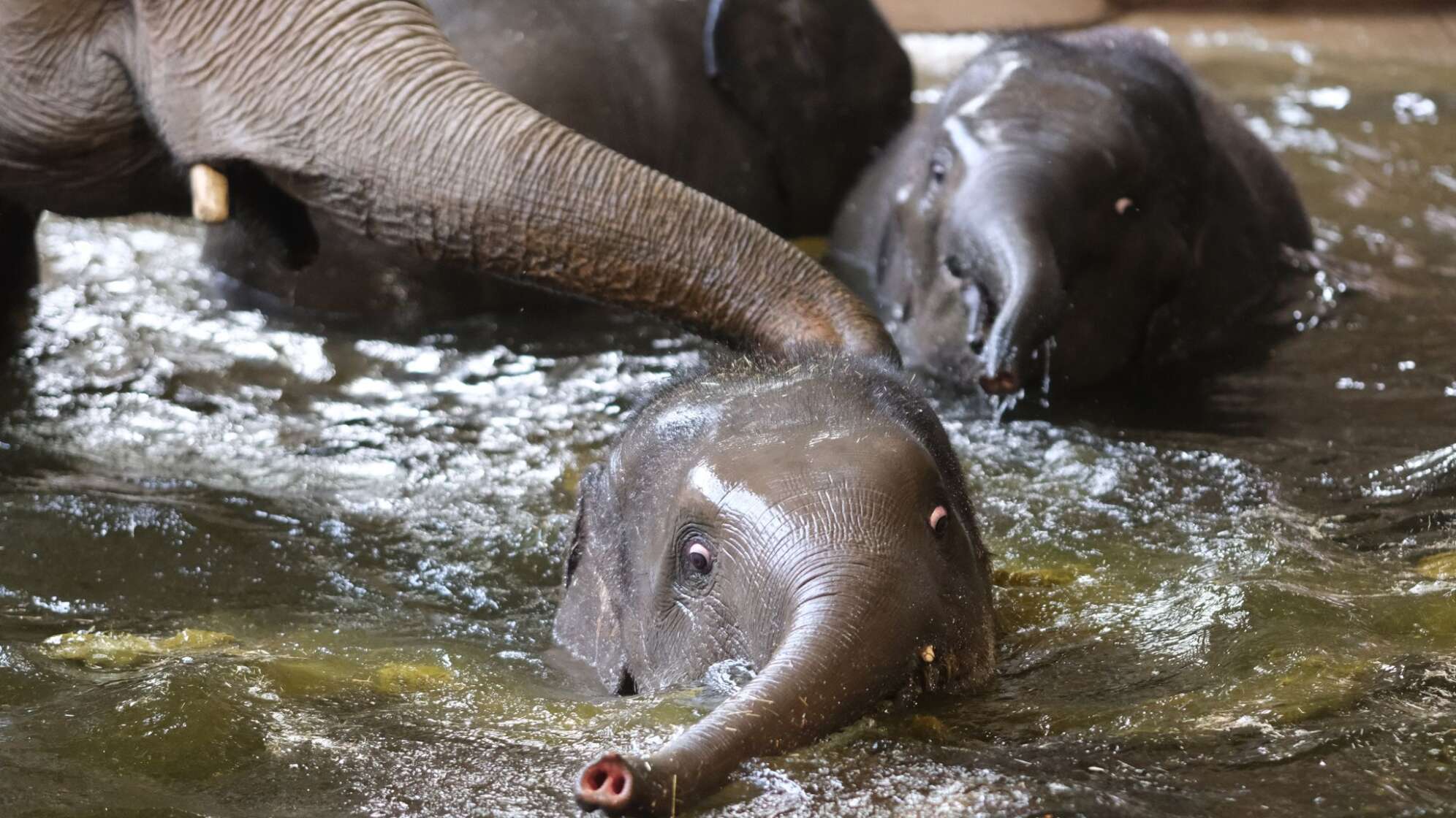Elefantenjunge baden im Zoo Leipzig