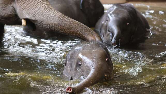 Zoo Leipzig gibt zwei Elefanten an Tierpark Hellabrunn ab