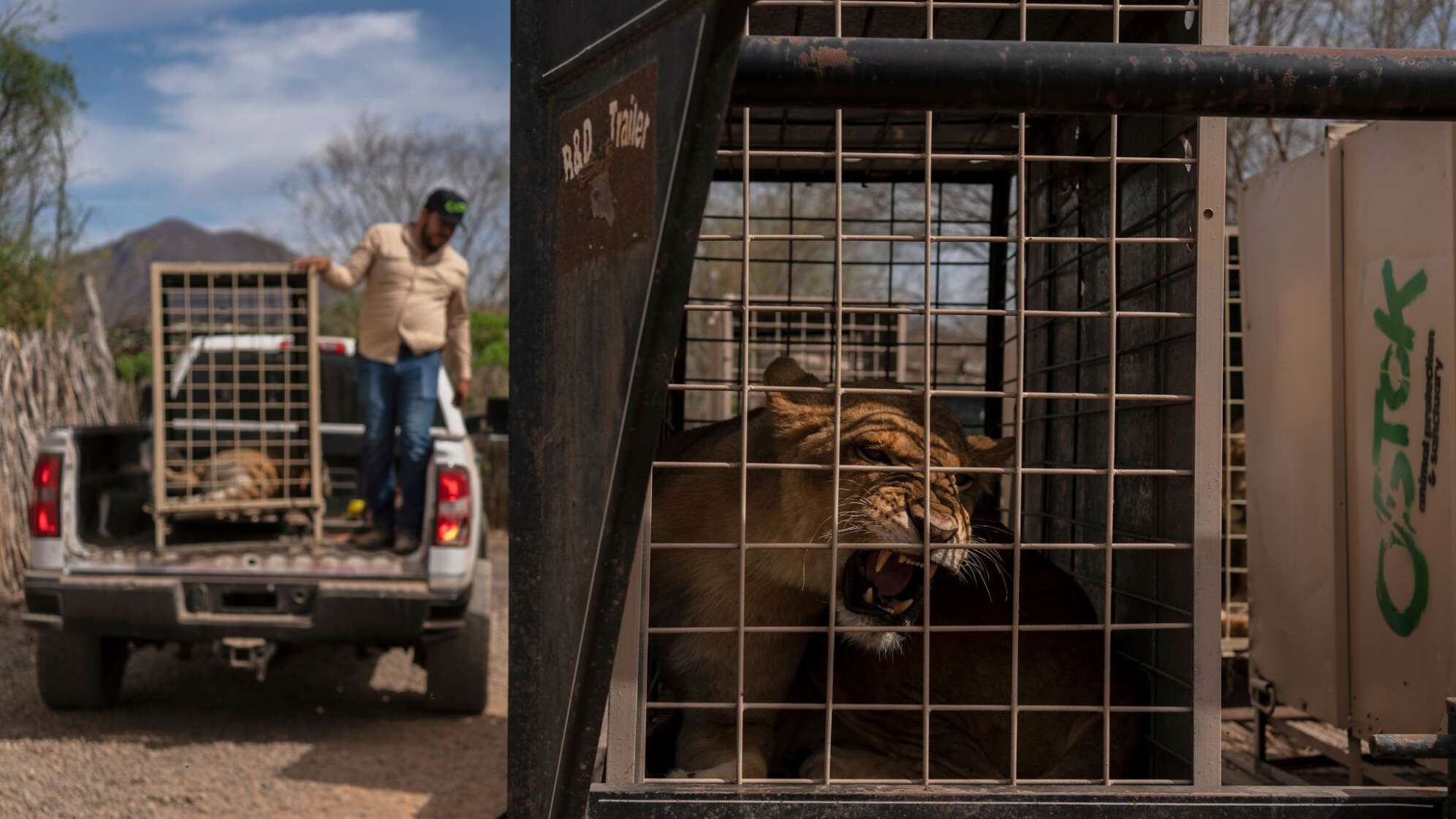 700 Wildtiere ziehen wegen Gewalt in Mexiko um