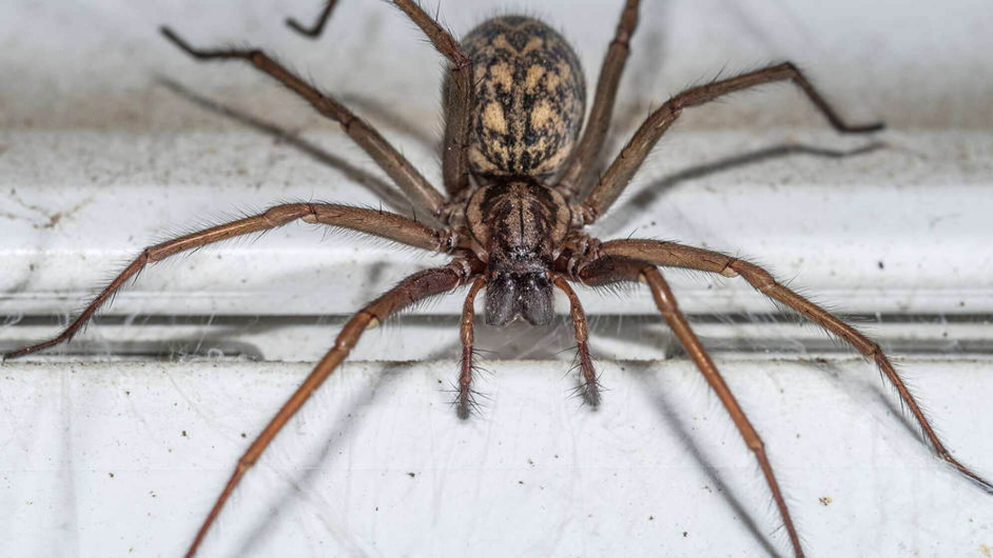 Spinne