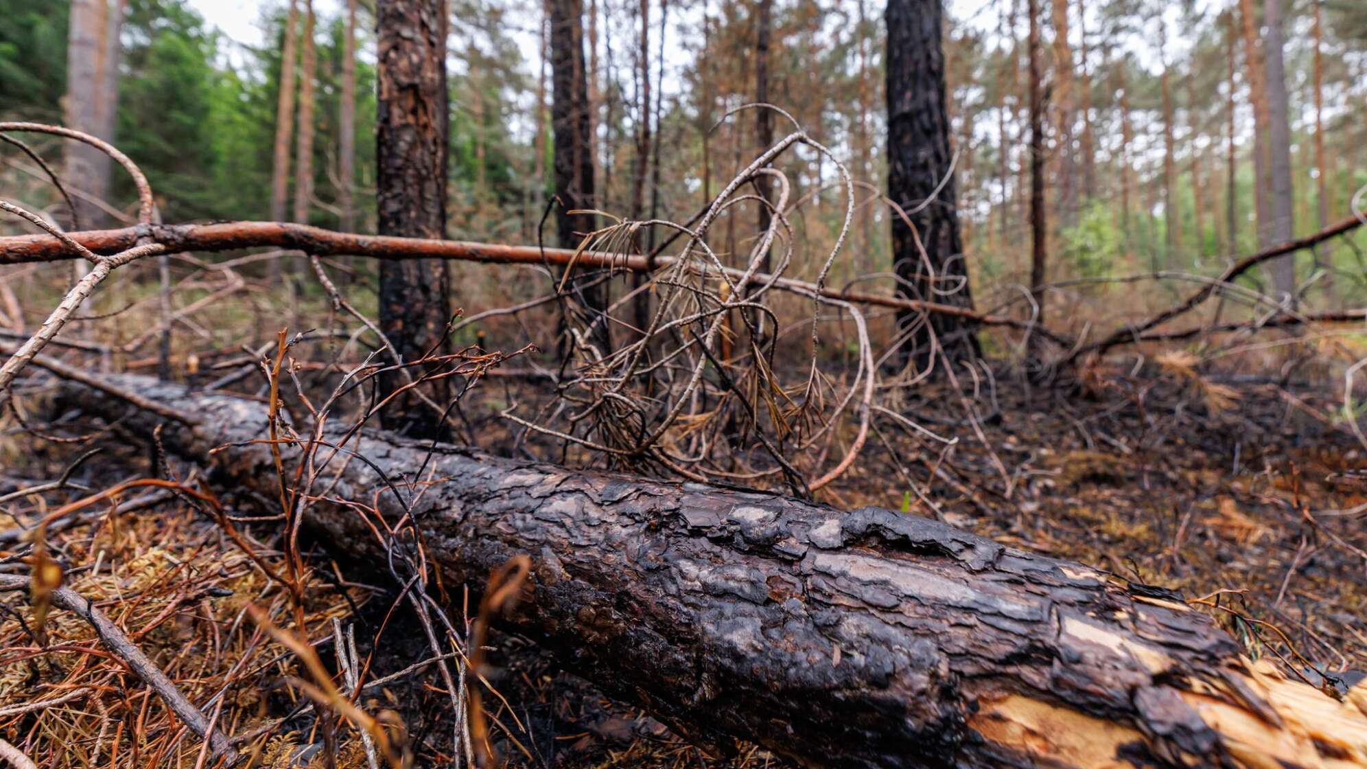 Waldbrand bei Erlangen glimmt weiter