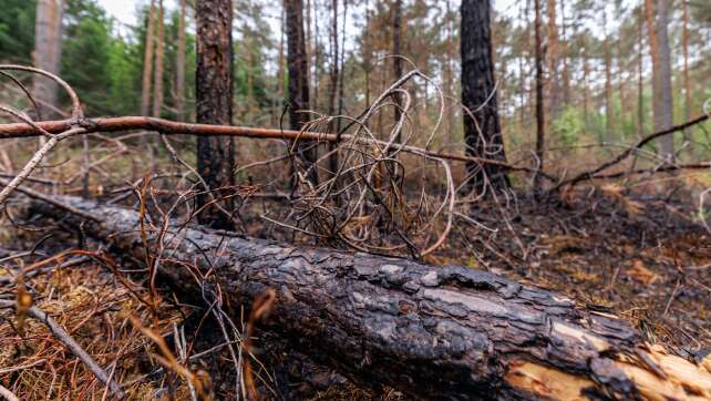 Waldbrand glimmt weiter - Zusammenhang mit anderen Bränden?