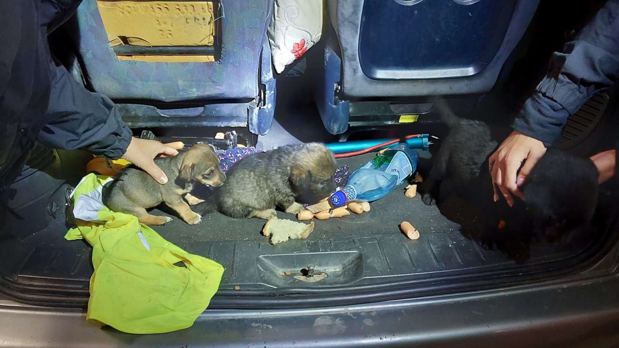 Illegaler Transport von Hundewelpen
