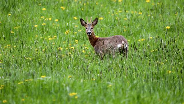 Jagdverband fordert Novelle des Waldgesetzes