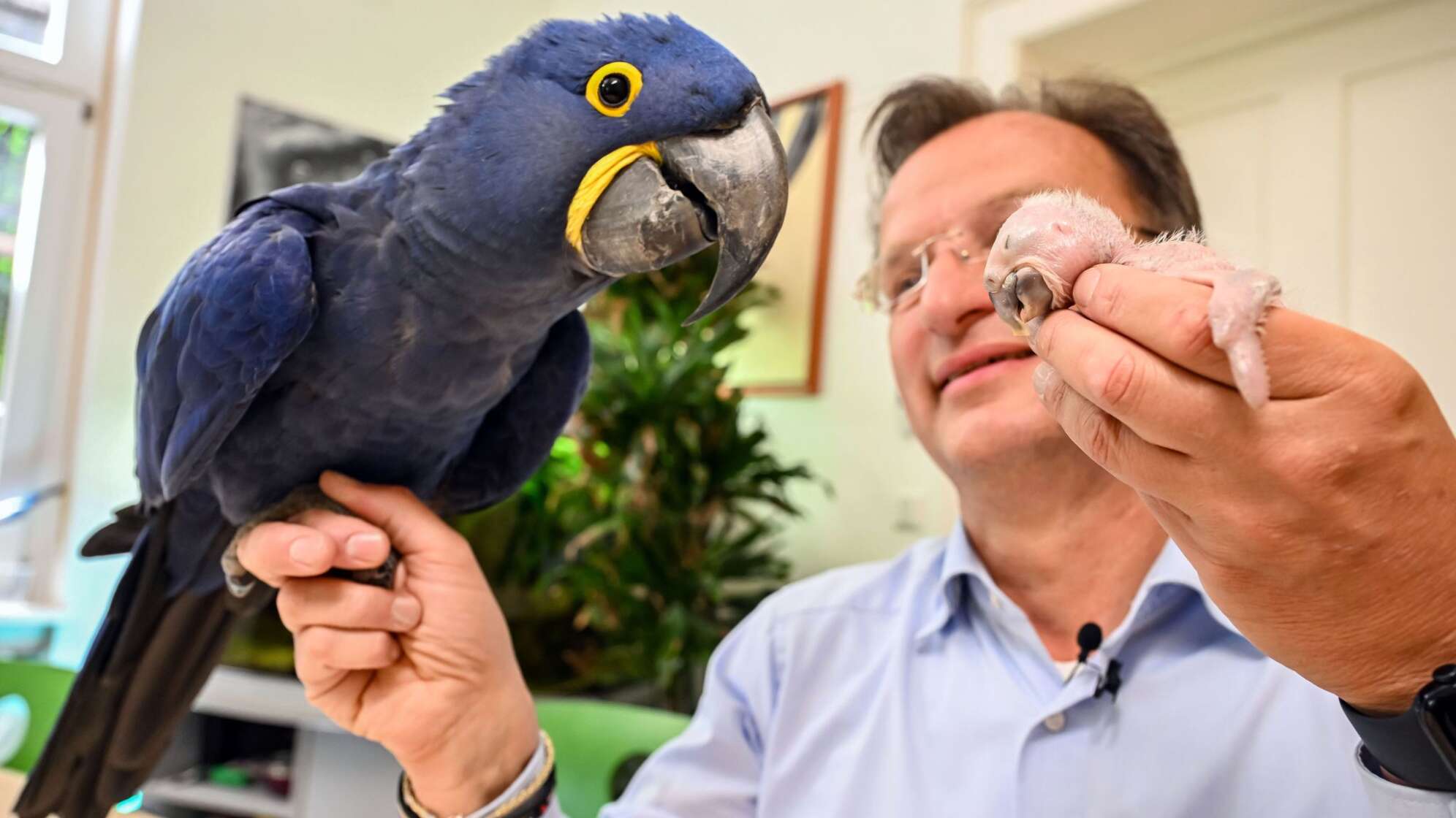 Ara-Küken wird von Zoodirektor per Hand aufgezogen