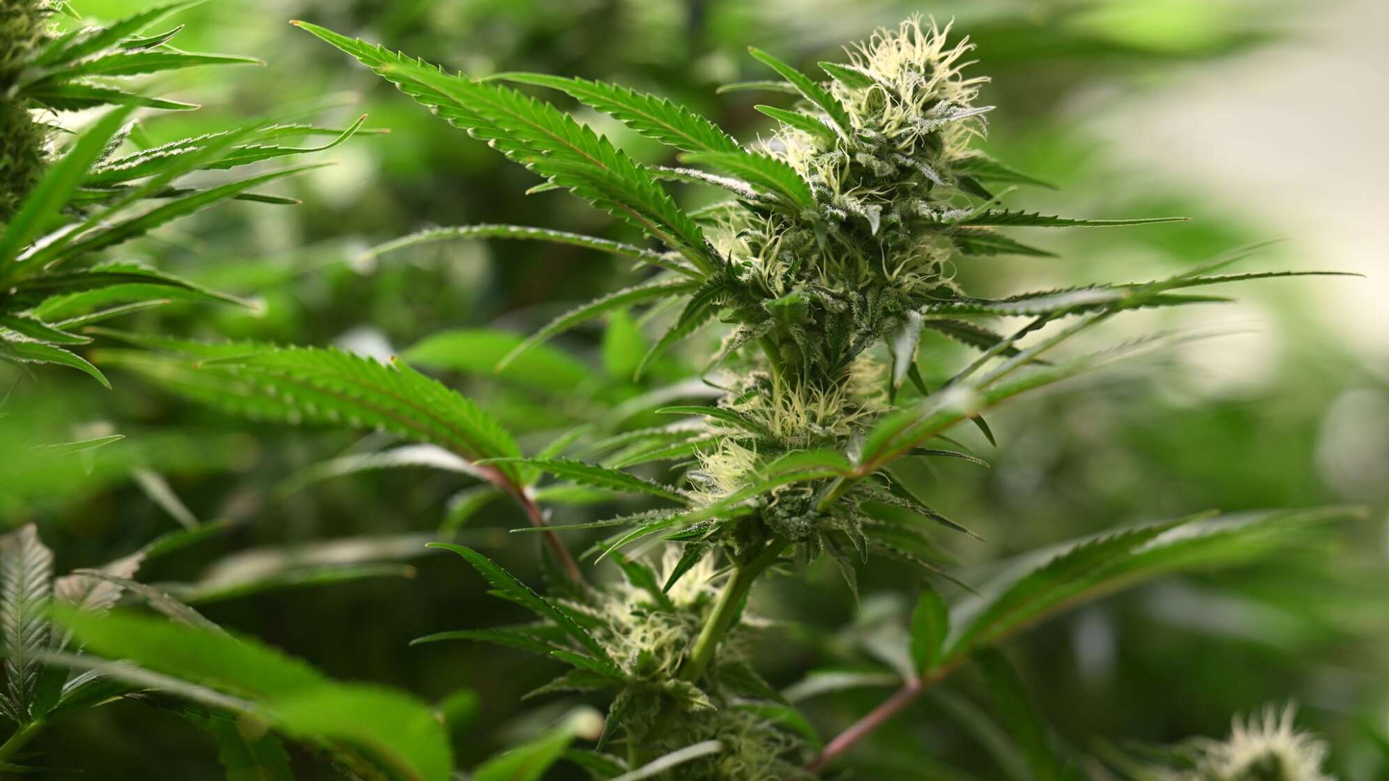Cannabispflanze