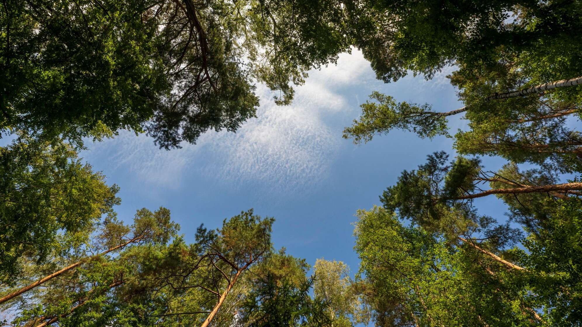 Waldzustandsbericht