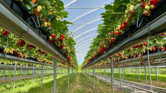 Erdbeerbauern in Bayern setzen auf Hochbeete: Bessere Ernte und Qualität durch andere Anbaumethoden
