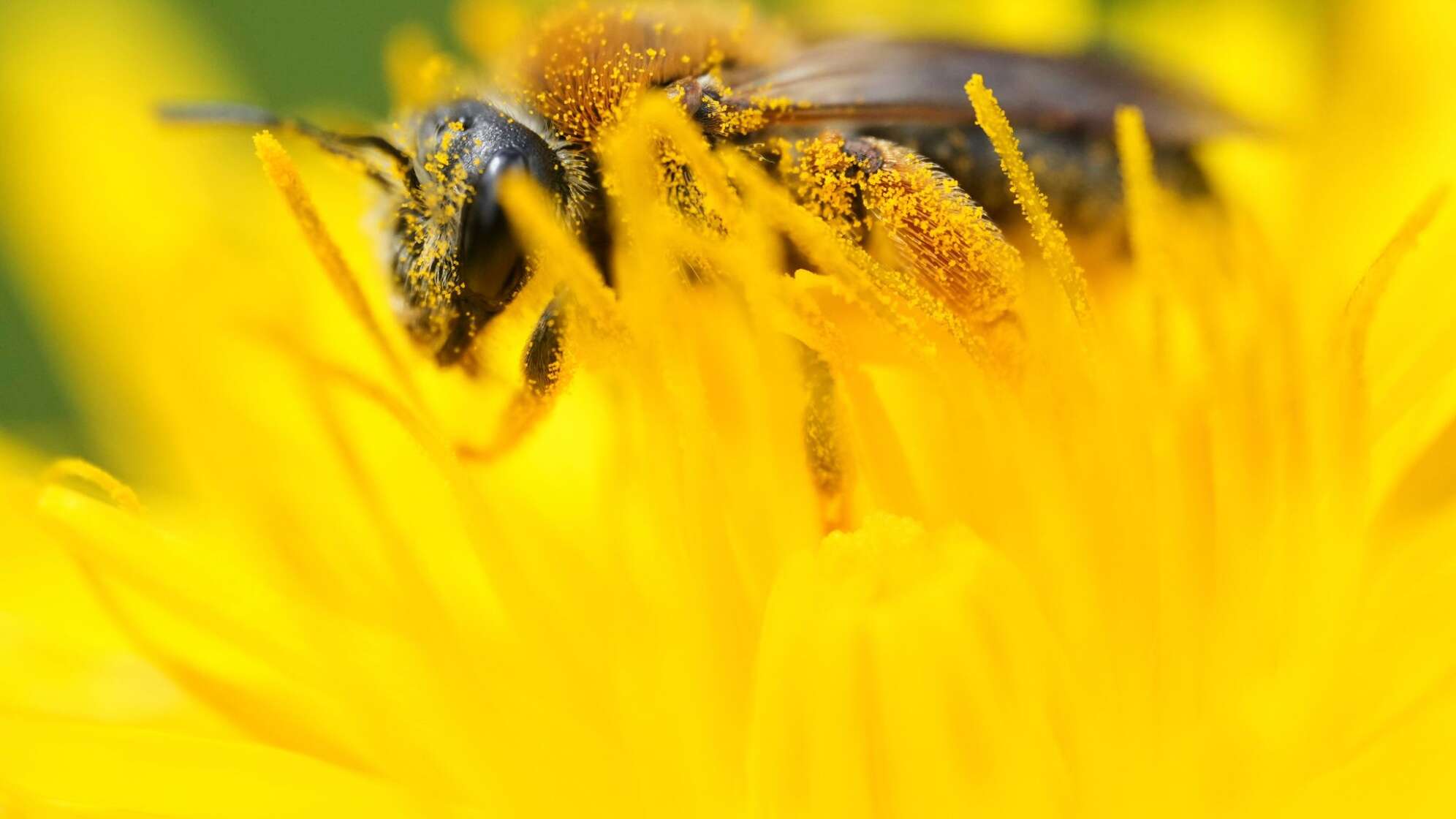 Biene auf Löwenzahnblüte