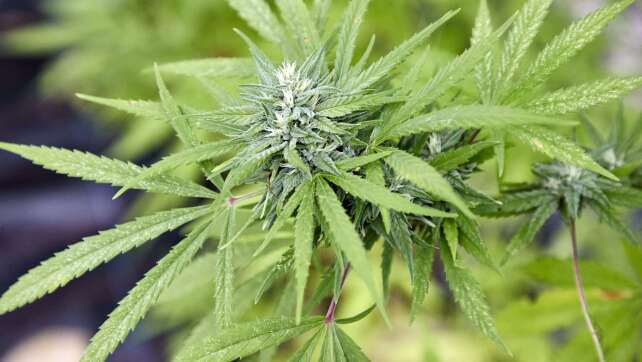 Frau soll Marihuana in Automatenkiosk verkauft haben