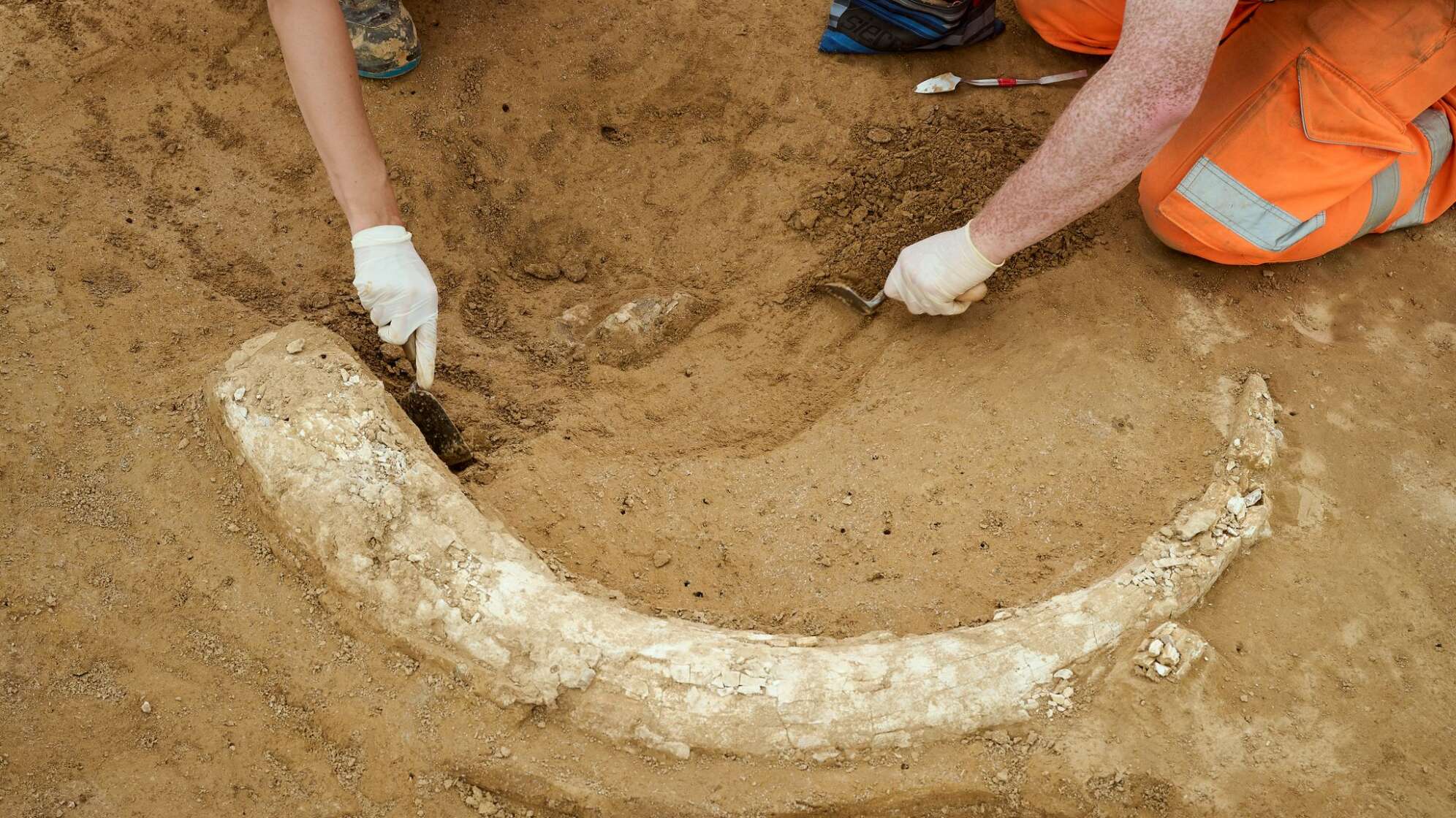 Mammutzahn auf Baustelle entdeckt
