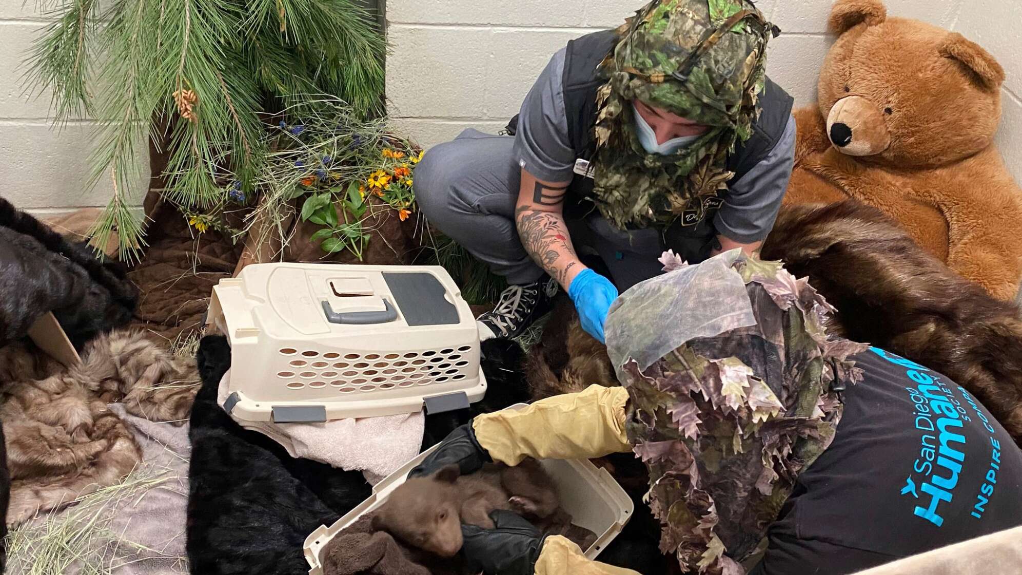 Gerettetes Bärenjunges in Kalifornien