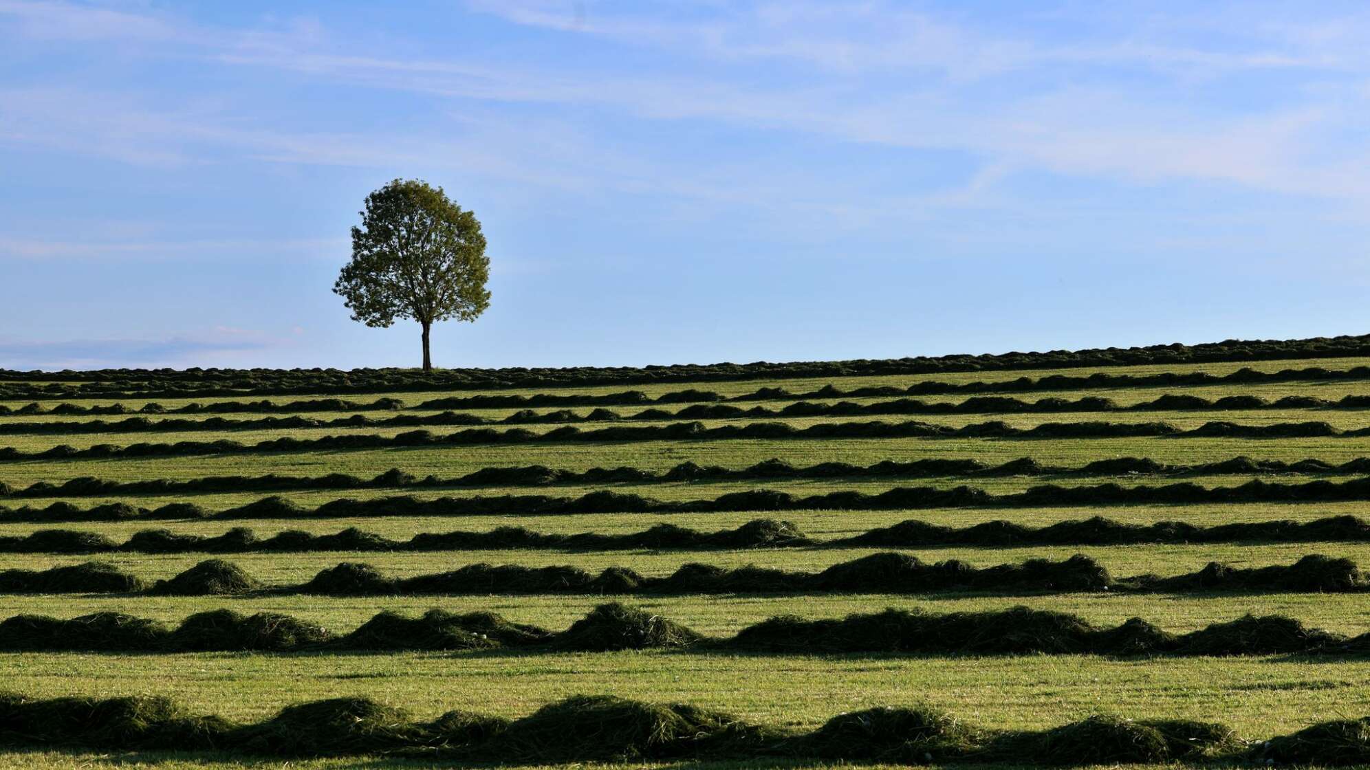 Grasschnitt im Allgäu