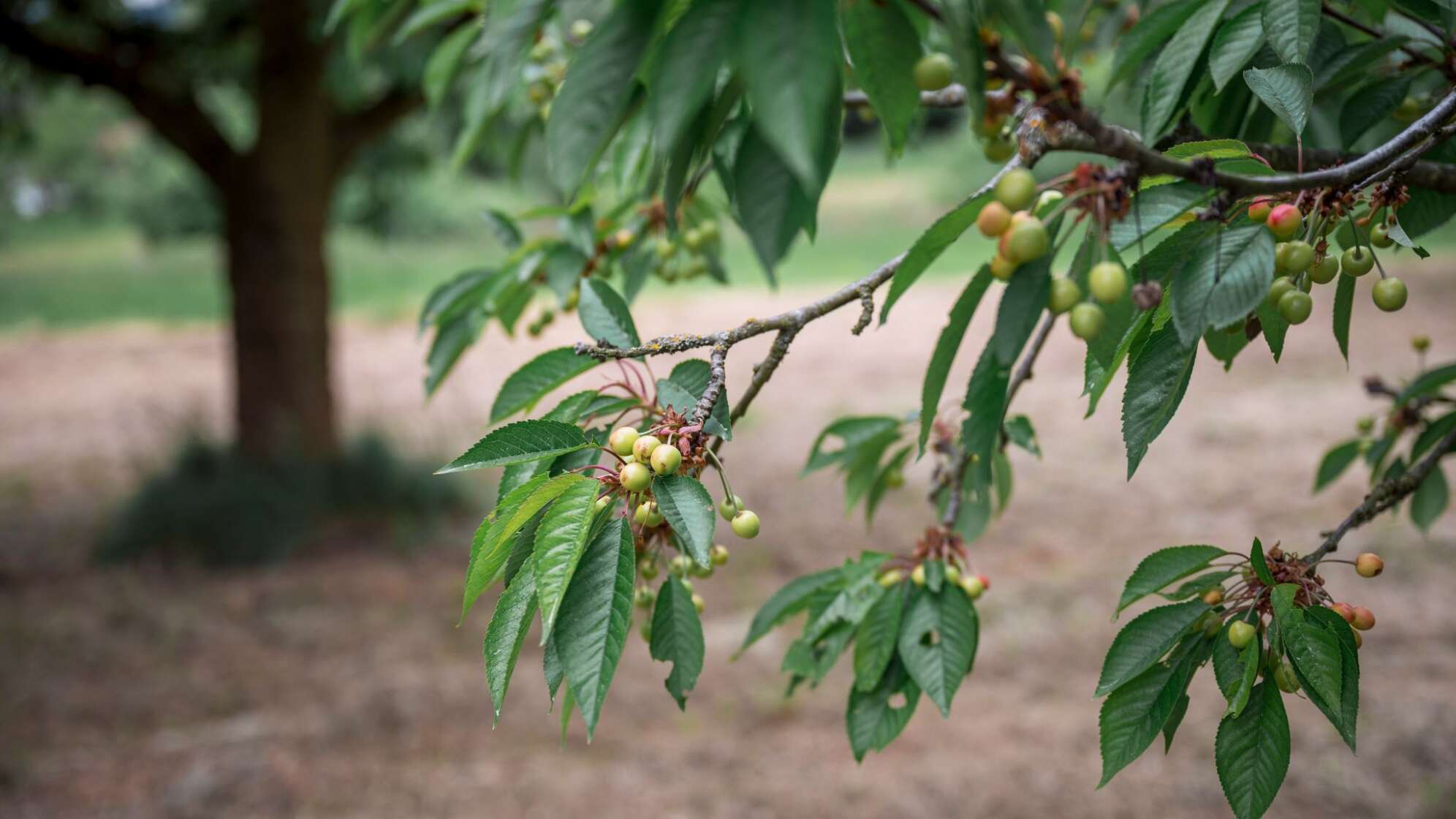 Trockenes Frühjahr macht Kirschbauern zu schaffen.