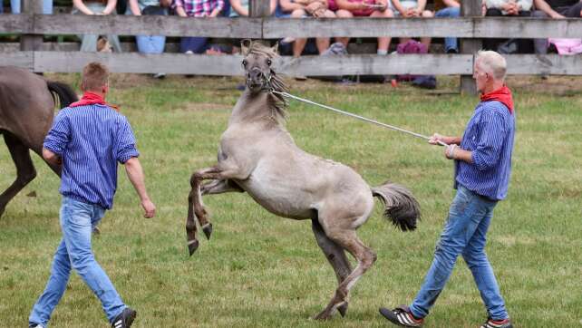 Wildpferdefang bei Dülmen: 26 Junghengste gefangen