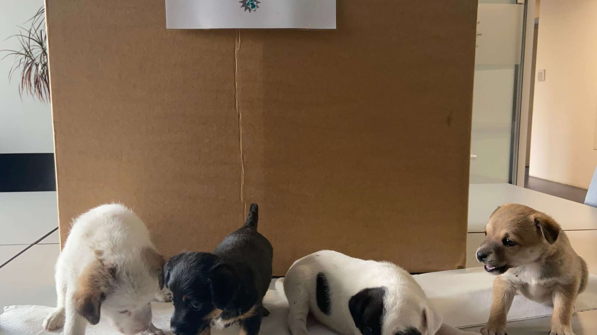 Polizei findet vier Hundewelpen in Transporter