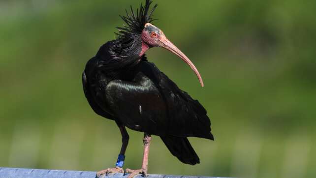 Waldrapp-Weibchen kommt aus Spanien zurück
