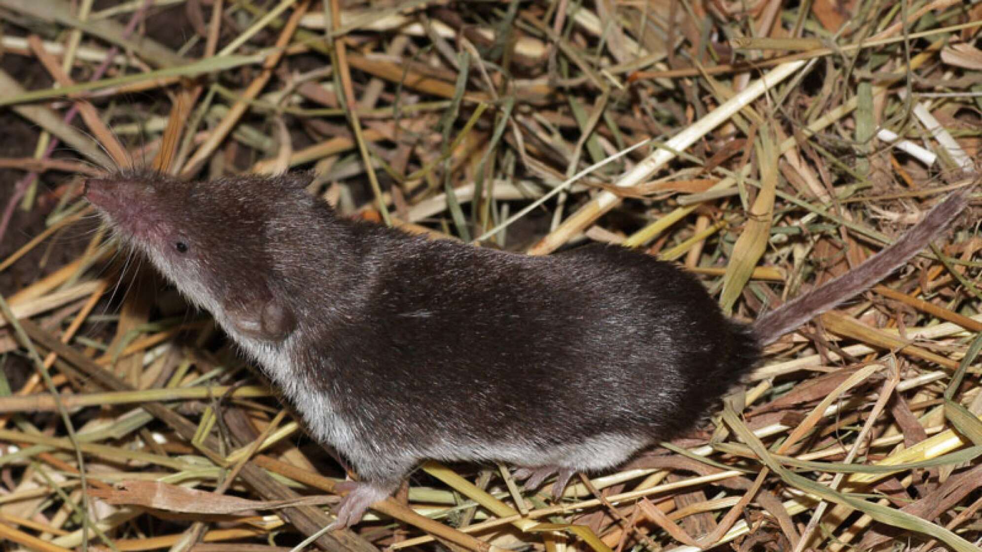 Feldspitzmaus