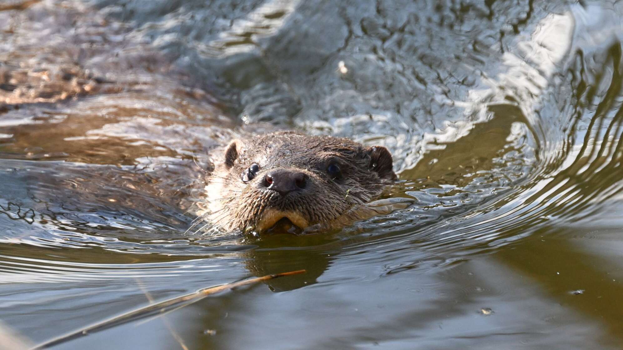 Fischotter