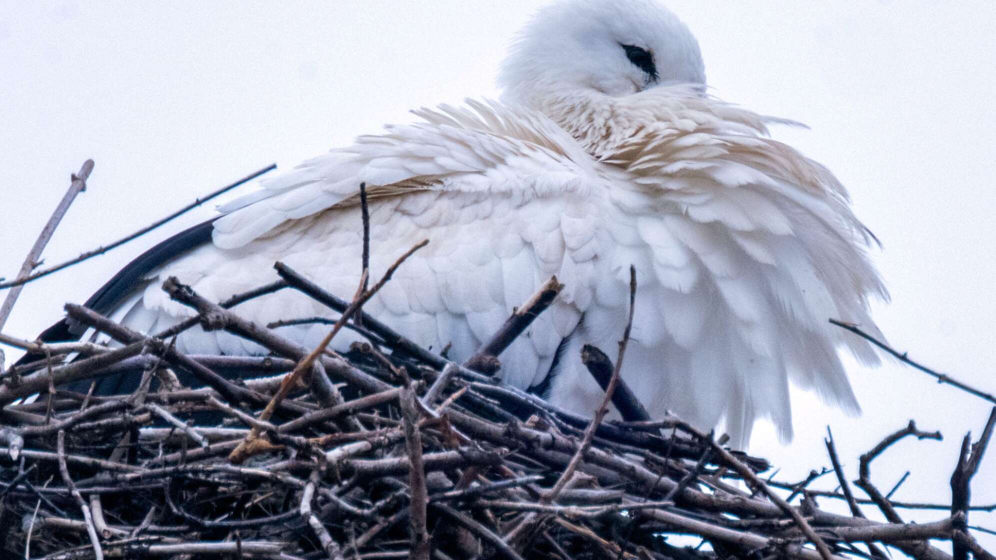 Störche kehren zurück