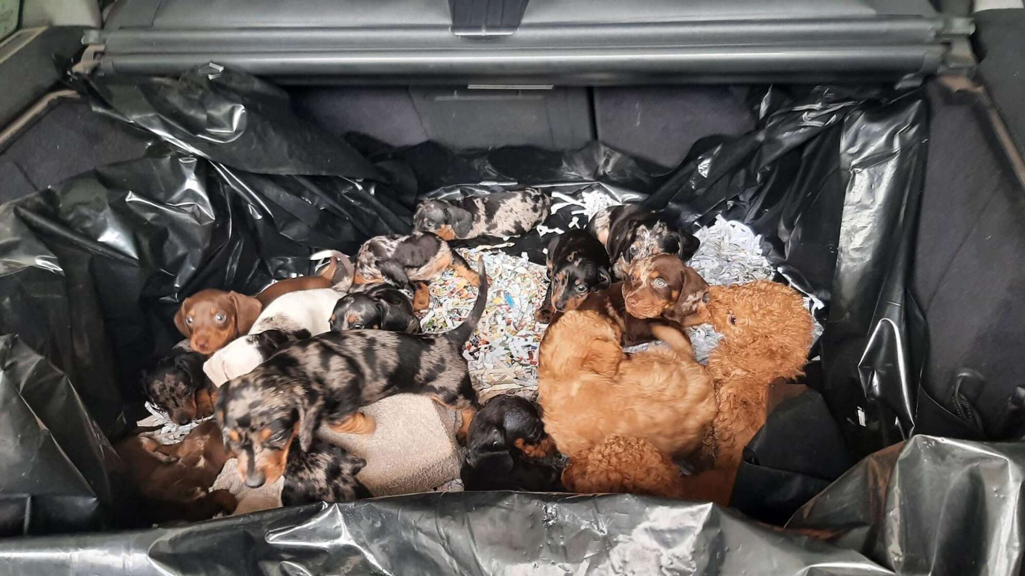 Bundespolizisten entdecken 20 Hundewelpen in Kofferraum