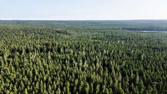 Neuer «Weckruf» für die gestressten Wälder