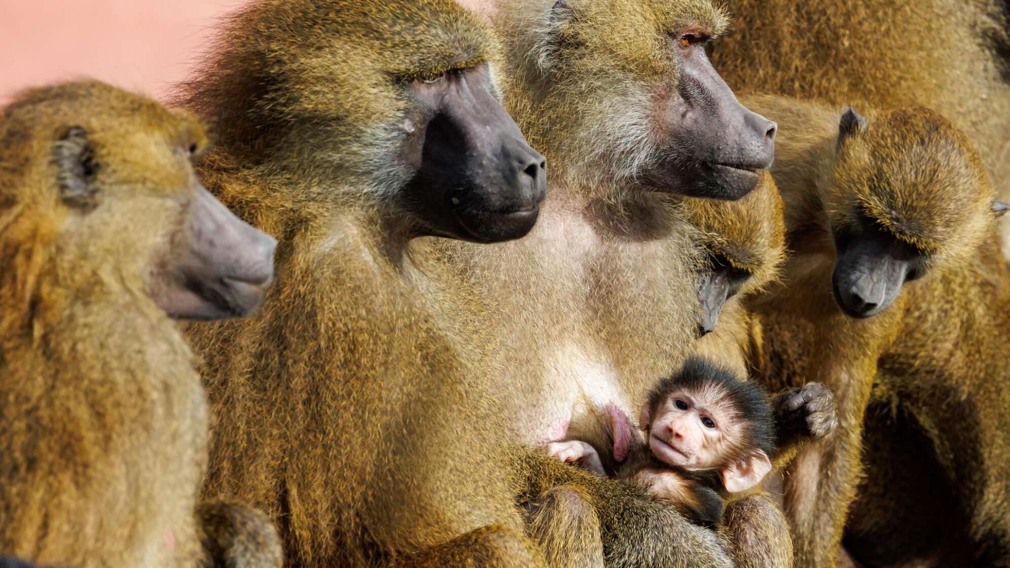 Guinea-Paviane im Tiergarten Nürnberg